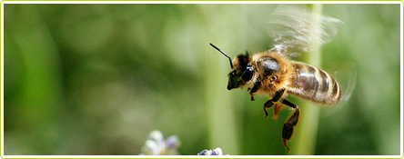 28-miel-abeille