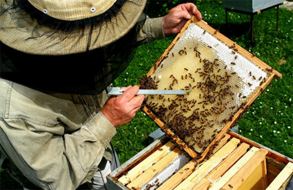 Comment devenir apiculteur