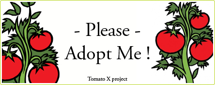 Tomato X project : adoptez un plant de tomates !