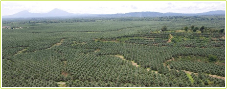Plantation de palmiers destinnés à la production d'huile de palme