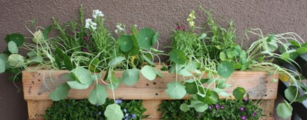 Comment réaliser un mur végétal sur son balcon ?