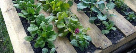 Idée au jardin : planter ses laitues et autres herbes dans les interstices d'une palette