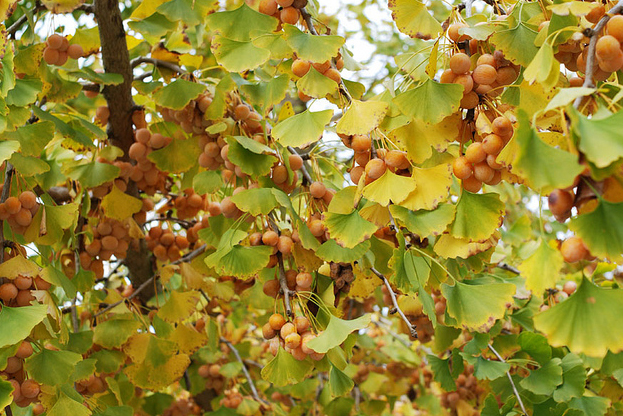 Les fruits non-comestibles du Ginkgo Biloba femelle