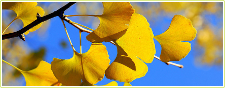 Ginkgo Biloba