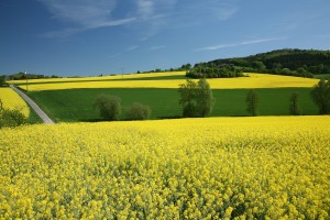 Champ de colza pour biodiesel