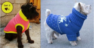 manteau chien pull