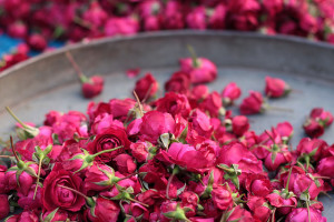 roses Meena Kadri