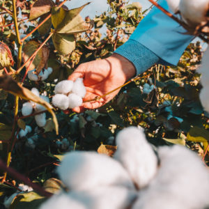 Coton bio