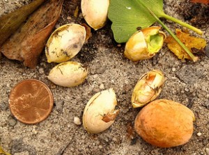 Les graines d'un Ginkgo Biloba femelle
