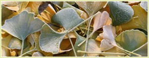 feuilles-ginkgo-biloba