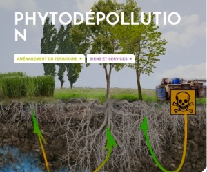 phytodépollution
